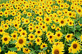 Field of Sunflowers (Helianthus sp.)