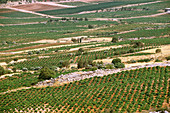 'Kefraya Winery,Lebanon'