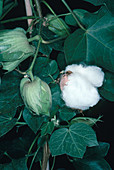 Ripe and Unripe Cotton Bolls