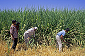 Harvesting Sugar Cane