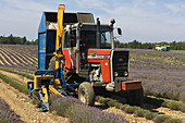 'Harvesting Lavender,France'