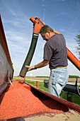 Farmer loading a planter with soy bean seeds