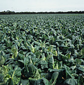 'Pointed cabbage crop,Berkshire'