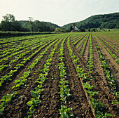 'Rows of young sugar beet crop,Shropshire'