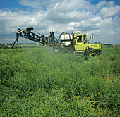 Spraying of oilseed