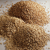 'Wheat,Barley,& Oats'