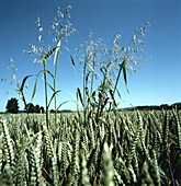 Wild Oats in a Wheat Crop