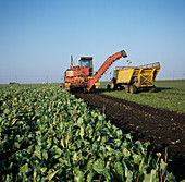 Harvesting sugar beets