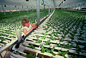 Hydroponic culture of lettuce