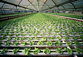 Hydroponic cultivation of lettuces in greenhouse