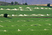 Irrigated Alfalfa Field