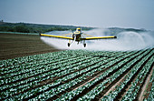 Spraying insecticide on carrots