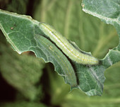 PrGV infected caterpillar