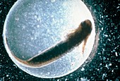 Salamander embryo raised in normal pH conditions