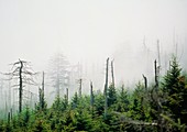 Trees in conifer forest damaged by acid rain