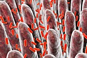 Intestinal villi,bacteria,illustration