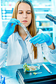 Female biologist testing plants in lab