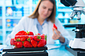 Scientist testing strawberries in a lab