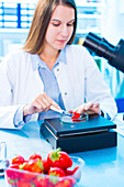 Scientist testing strawberries