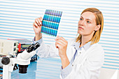 Technician holding silicon wafers