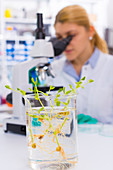 Female chemist using microscope