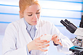 Lab technician holding a petri dish