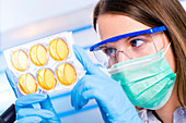Lab technician holding petri dishes
