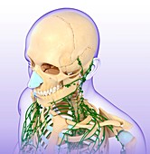 Human lymphatic system,illustration