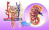 Nephrons of human kidney,illustration