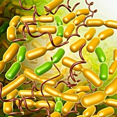 Yersinia pestis bacteria,illustration