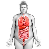 Human internal organs,illustration