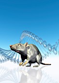 Rat and DNA,illustration