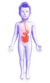 Digestive system of a child,illustration