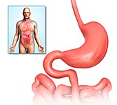 Human digestive system,illustration