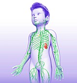 Lymphatic system of a child,illustration