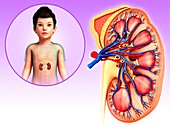 Kidney of a child,illustration