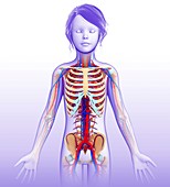 Human anatomy,illustration
