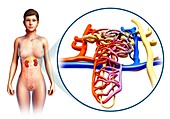 Human kidney anatomy,illustration