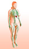Human lymphatic system,illustration