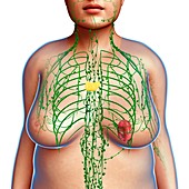 Female lymphatic system,illustration
