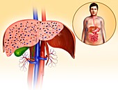 Human liver,illustration