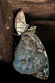 Owl butterfly and cocoon