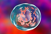 Q fever bacteria,illustration