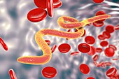 Microfilaria worms in blood,illustration