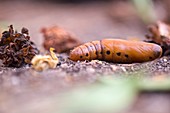 Oleander Hawk-moth Pupa