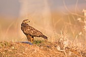 Common buzzard (Buteo buteo)