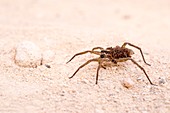 Wolf spider (Family Lycosidae)