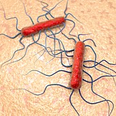 Listeria bacteria,illustration