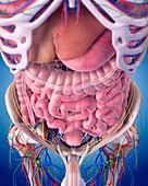 Human abdominal anatomy