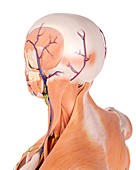 Human head anatomy